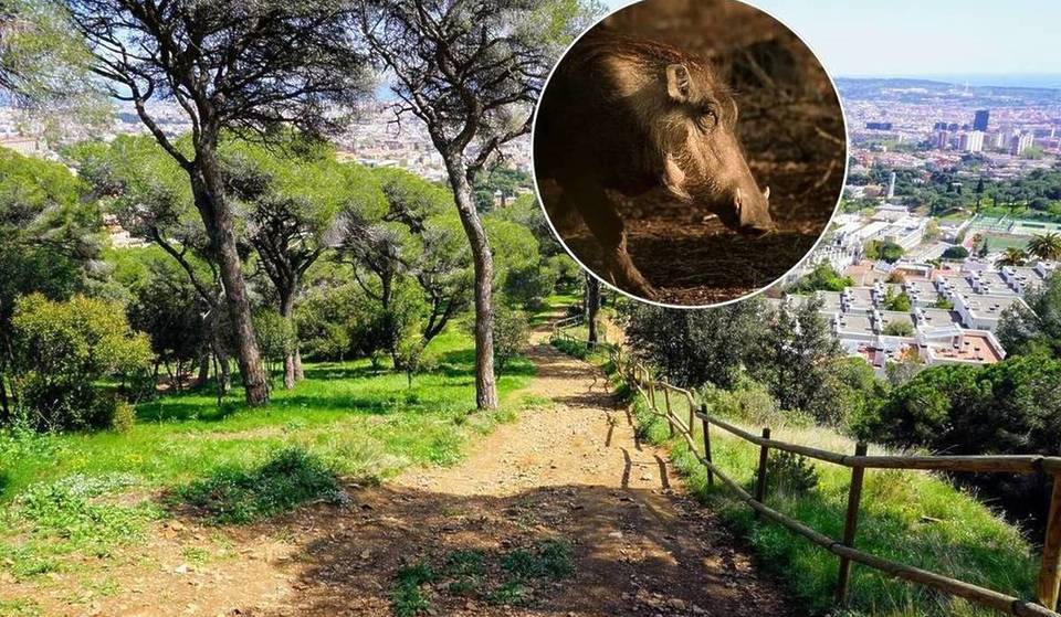 [ÚLTIMA HORA] Catalunya declara la emergencia por la peste porcina africana: se habilita la compra de drones, trampas o armamento