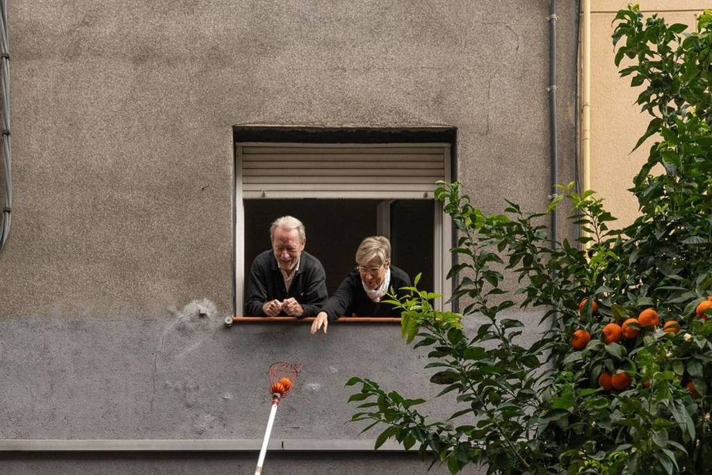 Naranjas por mermelada: la gran recolección de naranjas bordes que se celebra este fin de semana en Barcelona