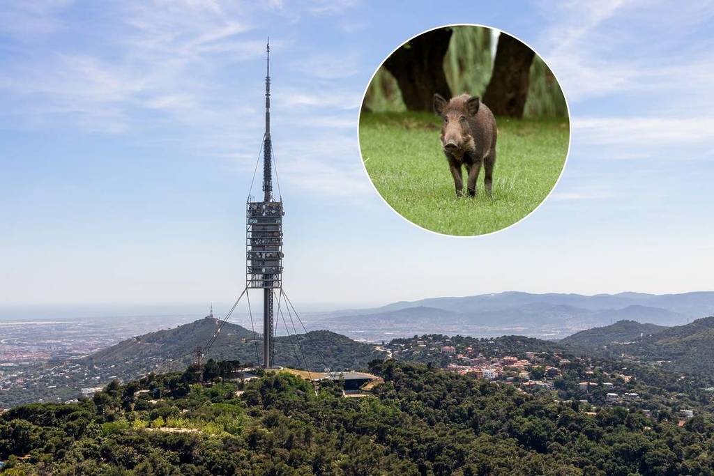 Adioso a todo Collserola otra vez: el parque vuelve a cerrar por el crecimiento de la peste porcina