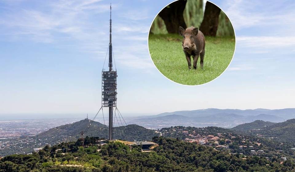 Goodbye to all of Collserola again: the park closes once more due to the spread of swine fever.