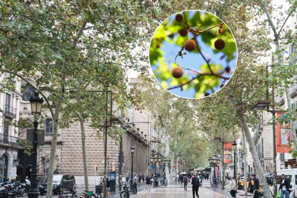 Adioso en los plataneros de Barcelona: la ciudad eliminará 24.000 árboles en la próxima década para luchar contra el polen amarillo
