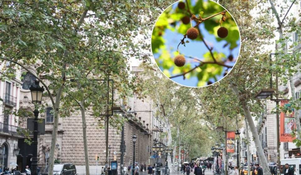 Adeus às bananeiras de Barcelona: a cidade vai eliminar 24 000 árvores na próxima década para combater o pólen amarelo