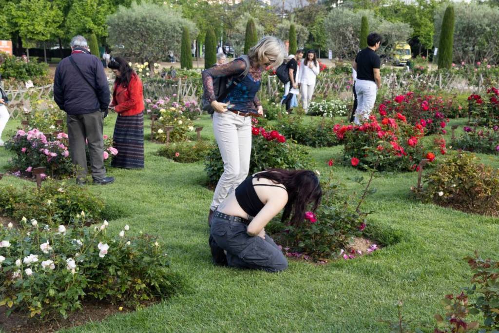 El refugio con más de 10.000 rosales en Pedralbes abre sus puertas este fin de semana: podrás votar por rosas que nadie ha visto jamás