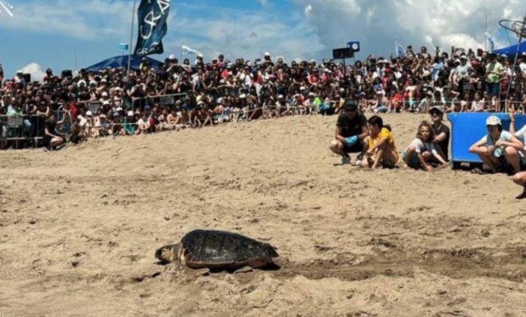De la UCI al Mediterráneo: la liberación de tortugas en las playas de Barcelona que puedes ir a ver gratis