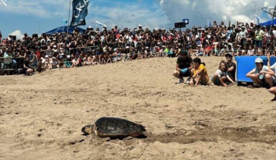 Da UCI ao Mediterrâneo: a libertação de tartarugas nas praias de Barcelona que podes ir ver de graça