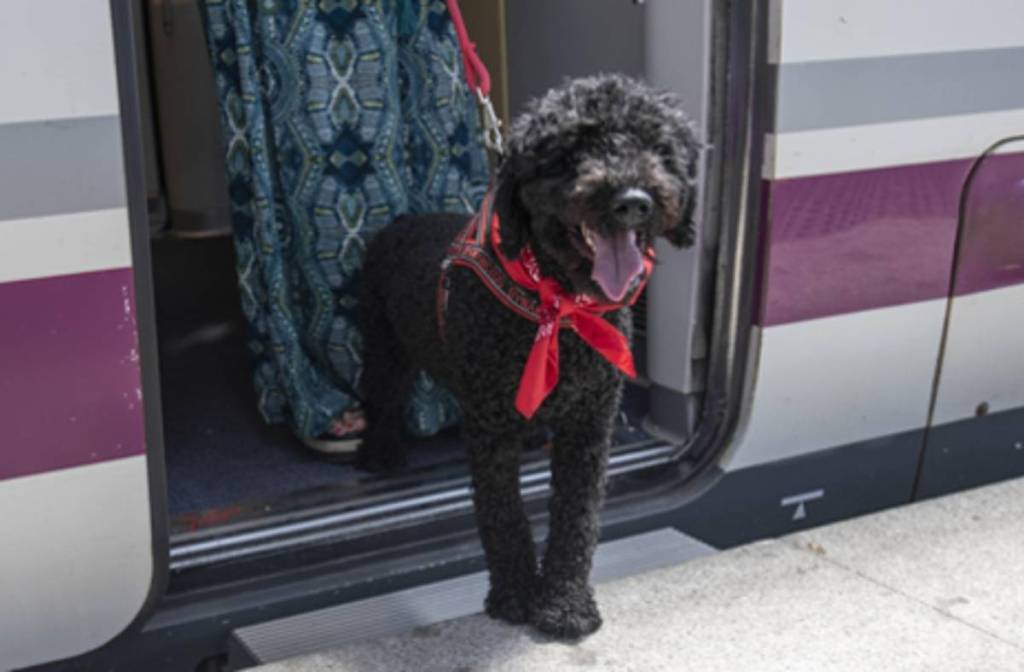 Adiós al transportín: Renfe aprueba viajar con perros de hasta 40kg. en los trenes de alta velocidad por un extra de 40 euros