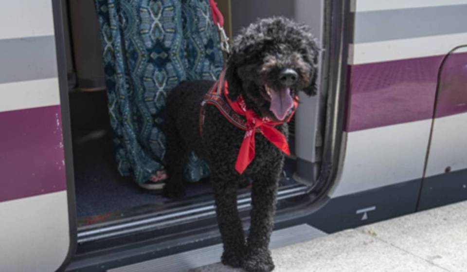 Adeus à caixa de transporte: a Renfe autoriza viajar com cães até 40 kg nos comboios de alta velocidade por um custo adicional de 40 euros