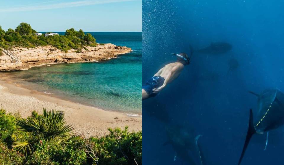The budget-friendly alternative to Cadaqués, just over an hour from Barcelona: pristine coves and the experience of swimming among tuna