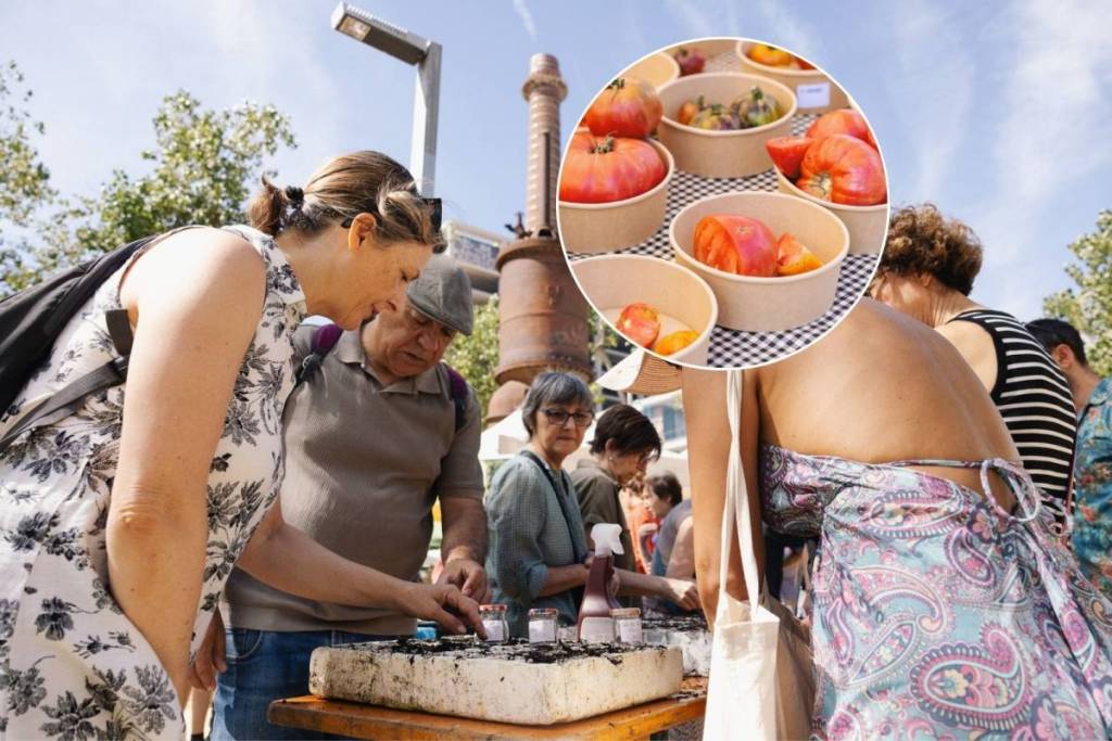 Ni al hort ni al supermercat: els millors tomàquets de Barcelona creixen als balcons, i els podràs tastar aquest dissabte amb paella i música en directe
