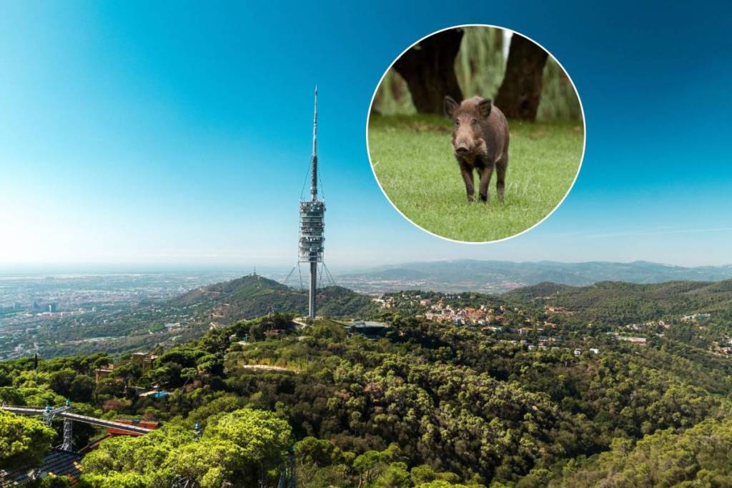 El Parc de Collserola reabrirá después de un año confinado por la Peste Porcina Africana: cuándo y cómo será la reapertura gradual