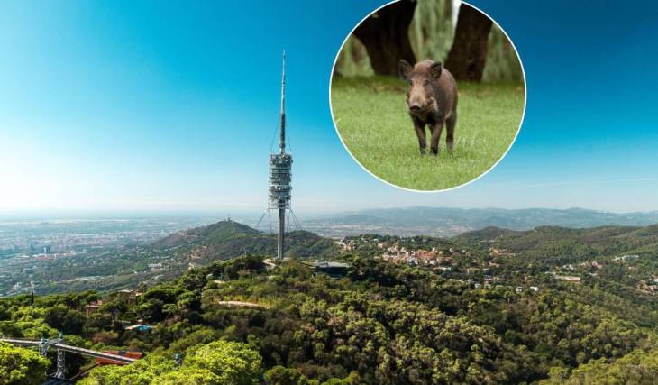 Der Parc de Collserola wird nach einem Jahr der Sperrung wegen der Afrikanischen Schweinepest wiedereröffnet: Wann und wie wird die schrittweise Wiedereröffnung ablaufen?