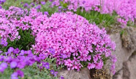 Por qué la superluna rosa de ayer fue super pero no tan rosa - Bilbao