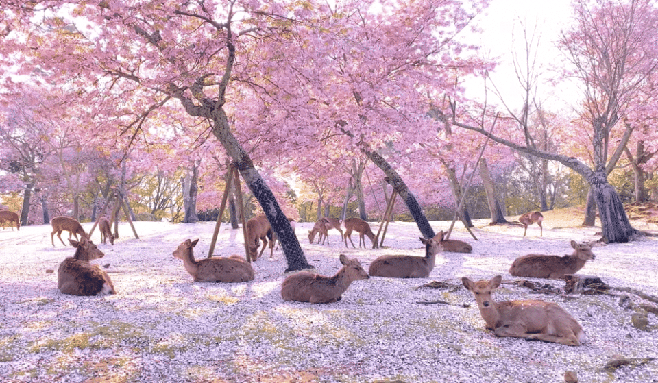 La escena mágica de ciervos bajo los cerezos en flor de un parque japonés