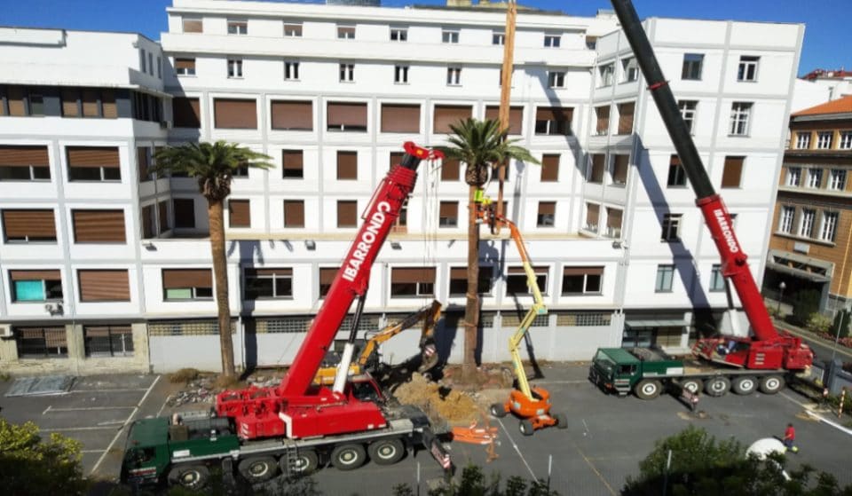 Retiran las palmeras centenarias de la Escuela Universitaria de Magisterio