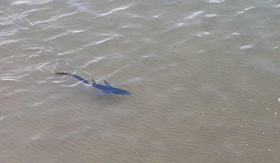 Un tiburón azul se paseó ayer por la playa de Gorliz [vídeo]