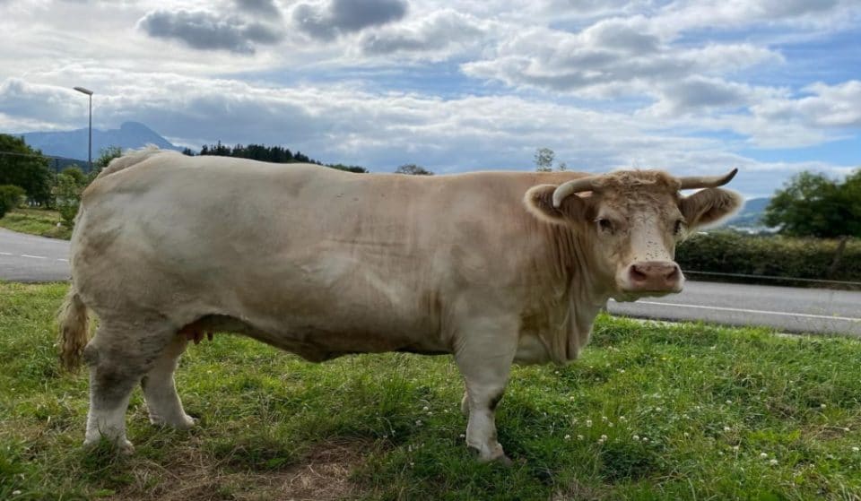 La vaca más grande del mundo es de Bizkaia