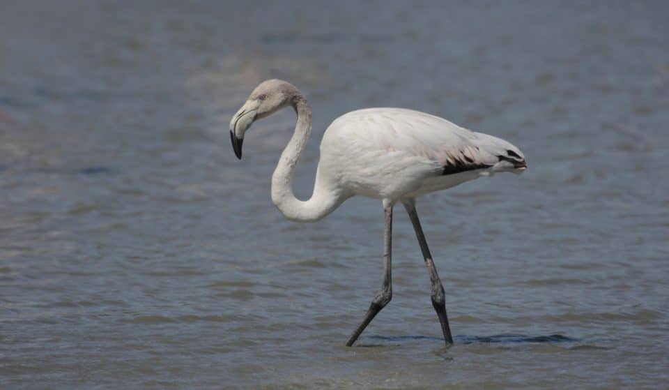Las mejores fotos de los flamencos que están visitando Bizkaia estos días