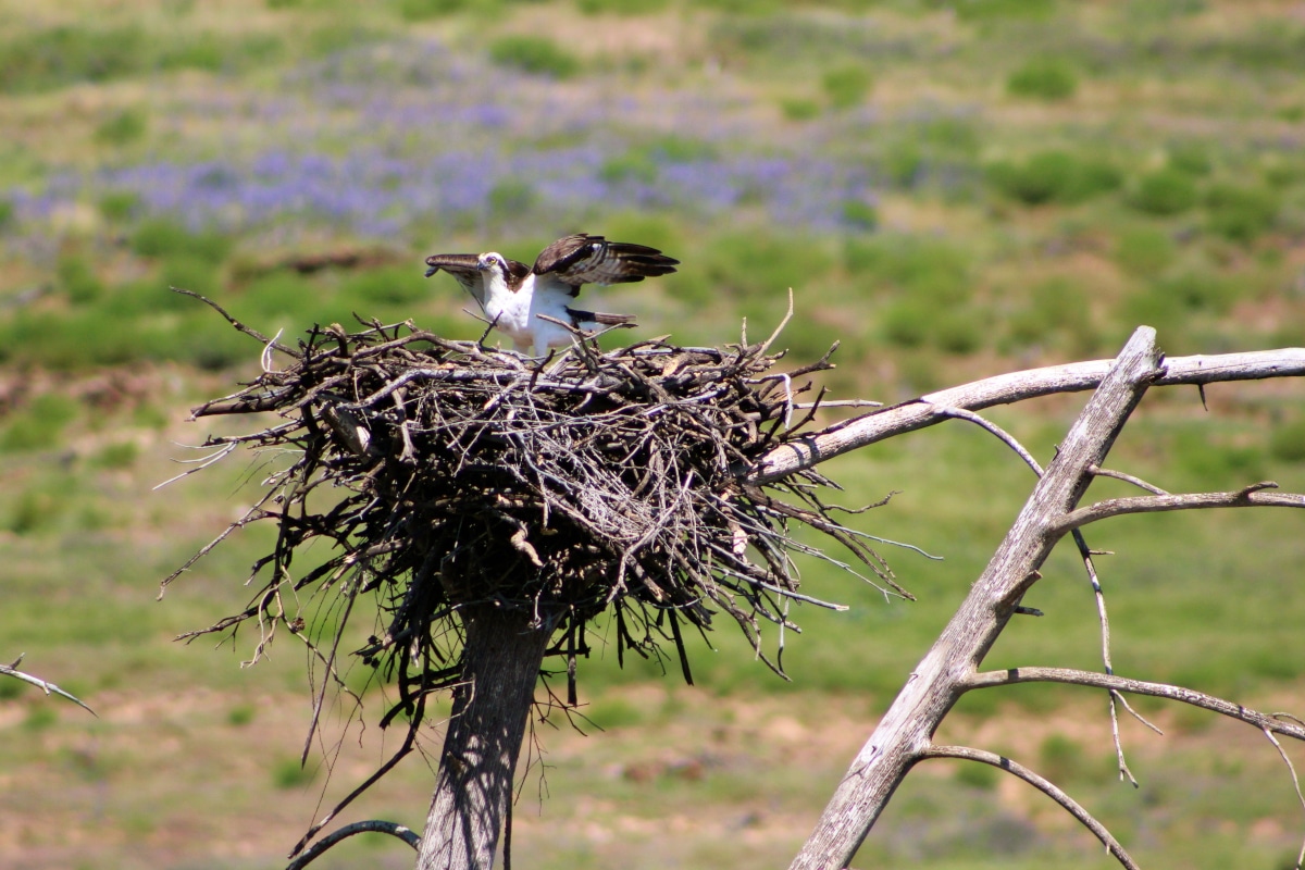Nace en Urdaibai la primera águila pescadora albina del mundo Bilbao Secreto Nace en Urdaibai la primera águila pescadora albina del mundo Bilbao Secreto