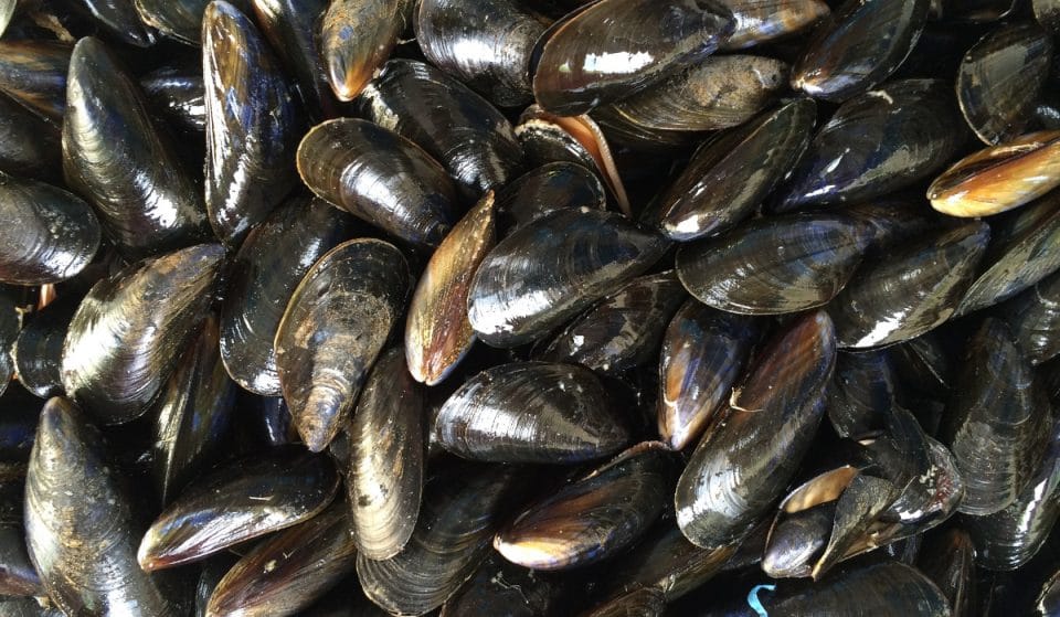 Los primeros mejillones vascos ya se venden en el supermercado