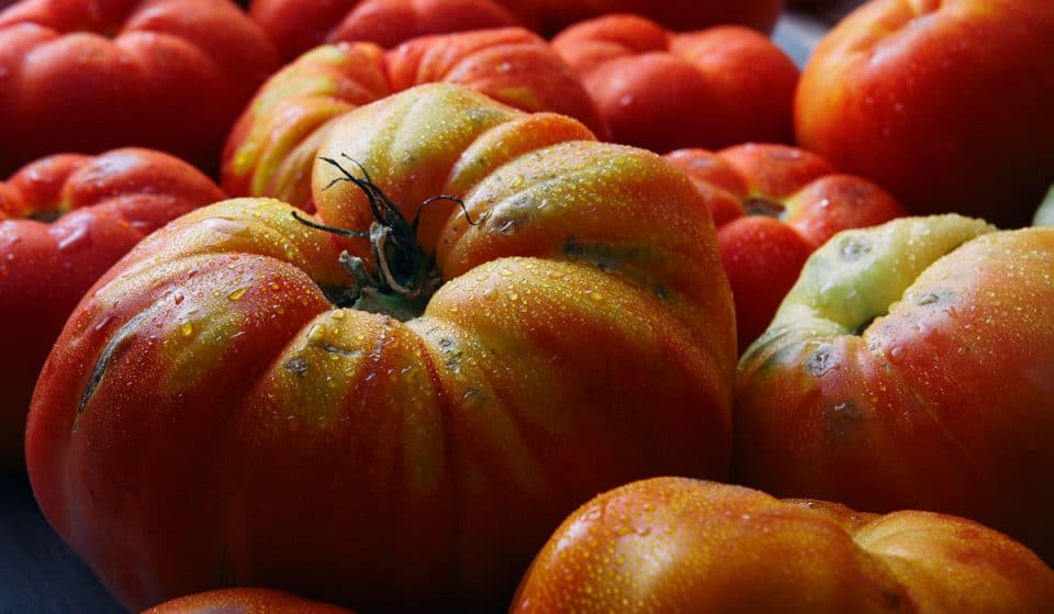 El mejor tomate de España se cultiva en Euskadi