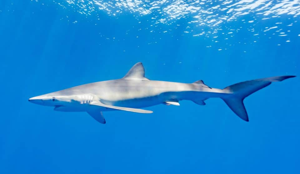 Aparecen tiburones azules en la playa de La Salvaje