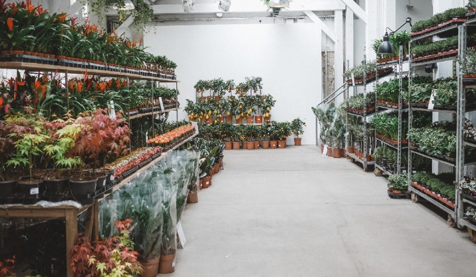 Maison Bouture: vuelve a Bilbao el mercadillo de plantas itinerante
