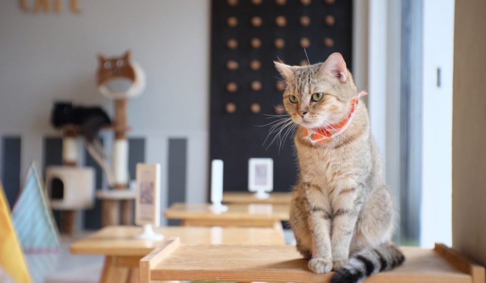 El primer café de gatos de Euskadi está en Bilbao