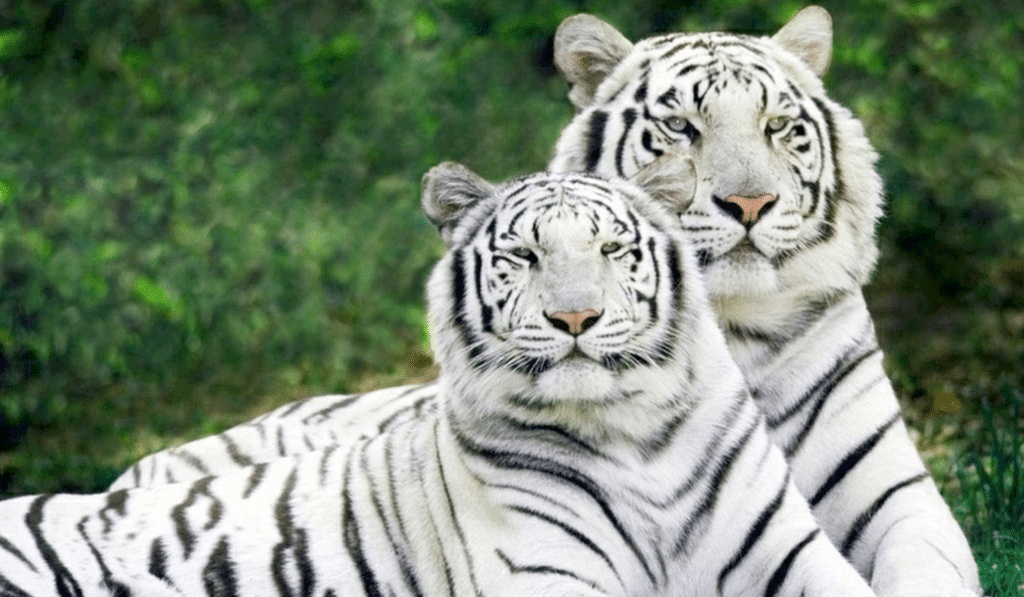 Vous pourrez bientôt dormir parmi les tigres au Zoo de Pessac !