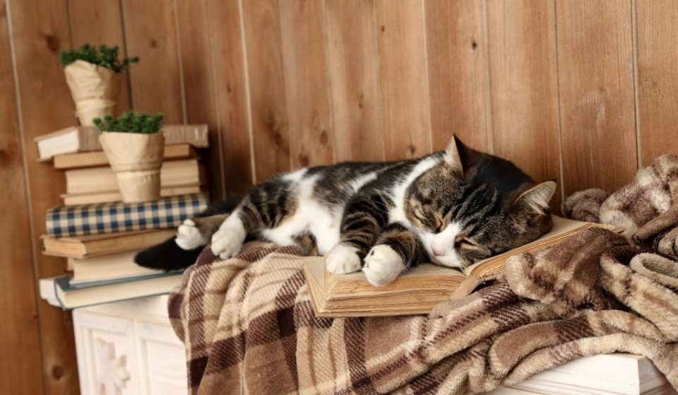 La toute première maison de retraite pour chats a ouvert en France !