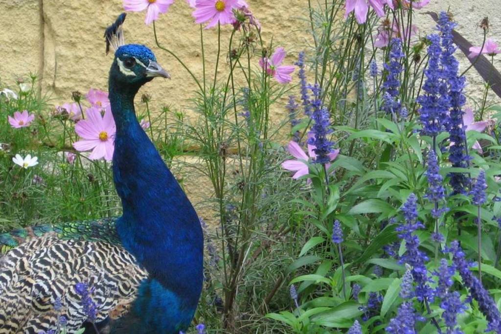 Peacock at René Canivenc Park