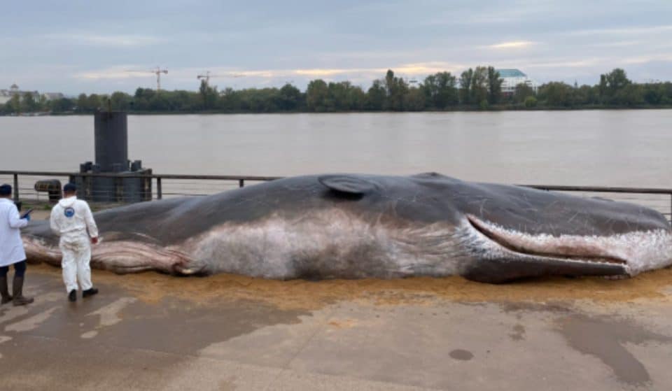 Insolite : une baleine géante échouée sur les quais de Bordeaux !