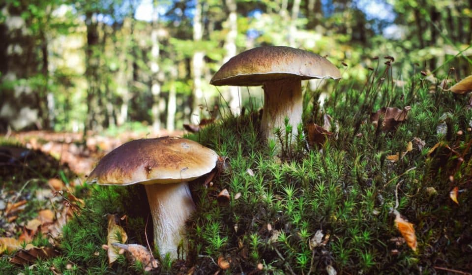 Insolite : un cueilleur trouve un cèpe géant de 5 kilos en Gironde !