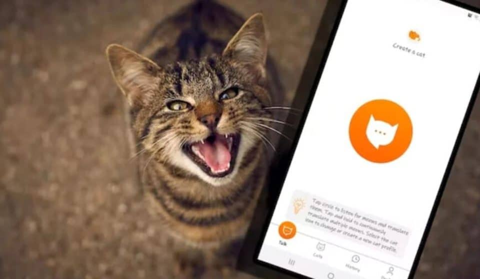 Insolite : une application vous permet de discuter avec votre chat