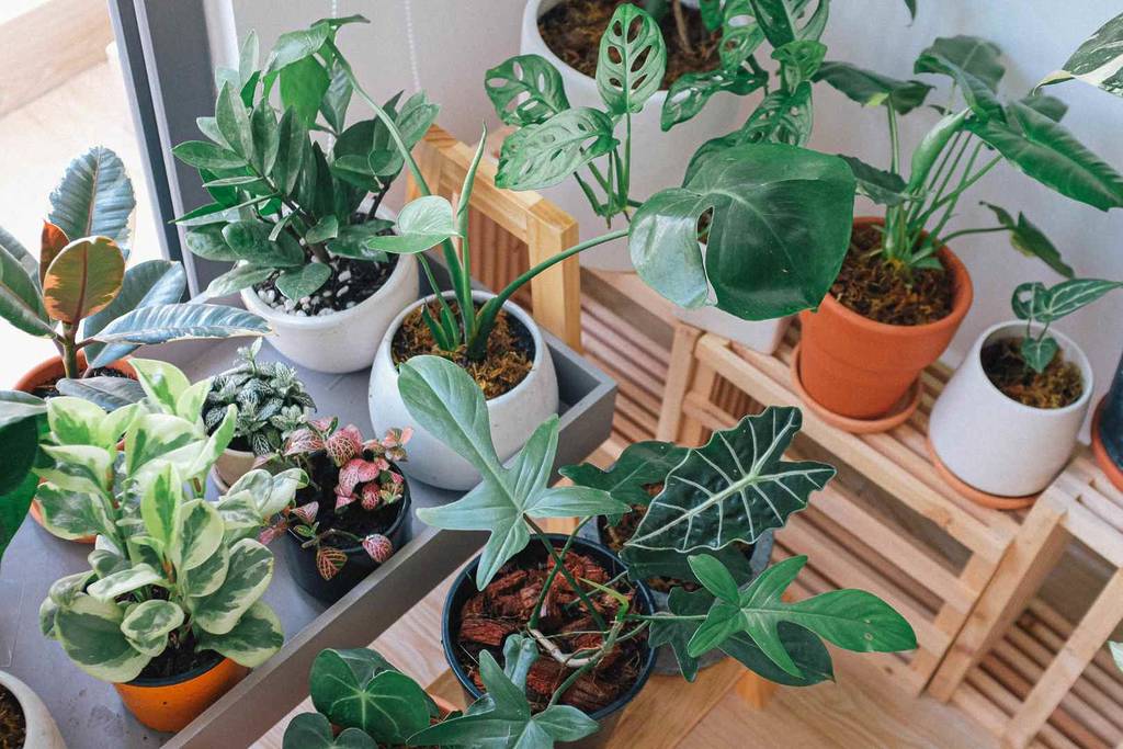 Plant sale in Bordeaux