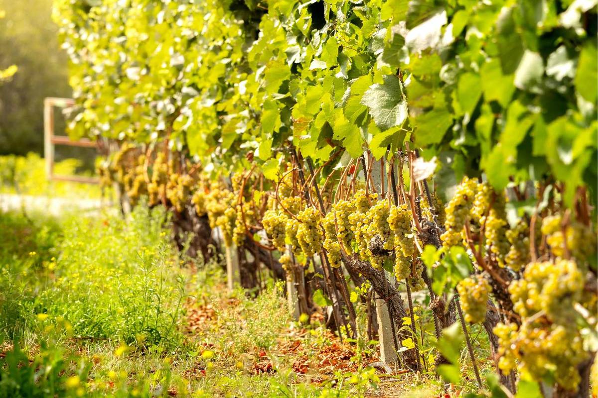 Vignes du Médoc Bordeaux