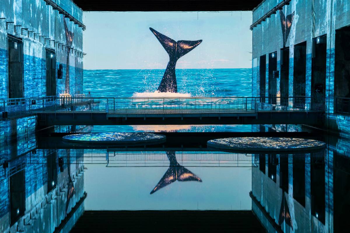 Bassin des Lumières Océan