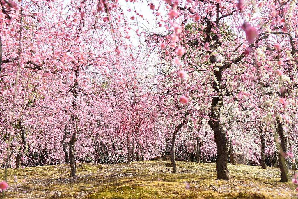 Plum trees in bloom