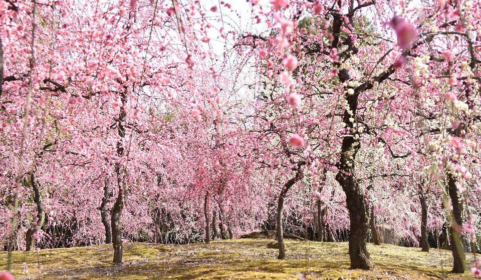 Plus beau qu&rsquo;au Japon ?  Le spectacle éphémère des pruniers en fleurs autour d&rsquo;une bastide médiévale à seulement 1h30 de Bordeaux