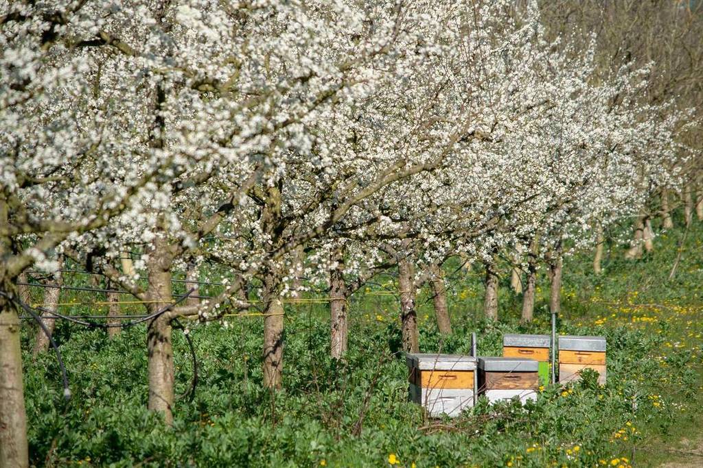 Plum trees in bloom in Lot-et-Garonne near Castillonnès