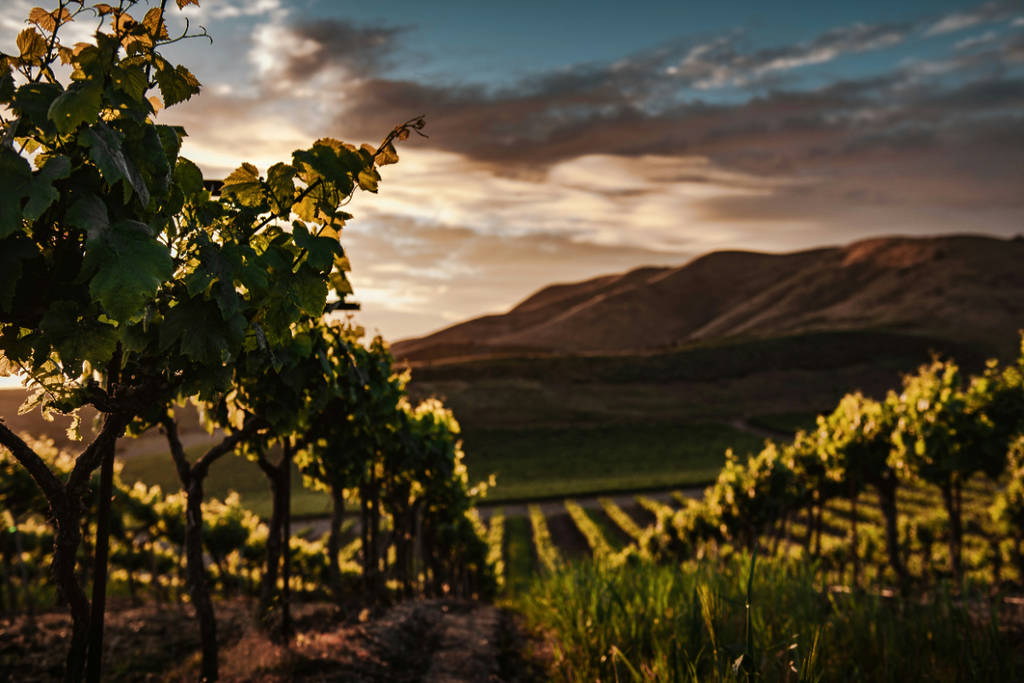 Photo of a vineyard