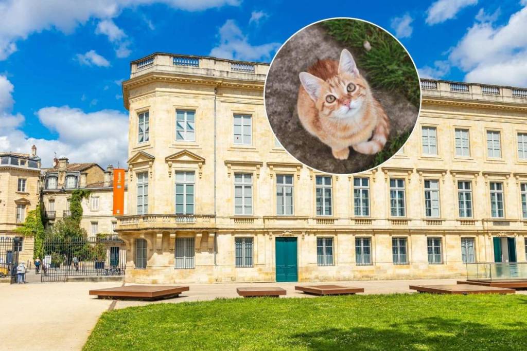 Exposition sur le chat Miaou !au Muséum de Bordeaux