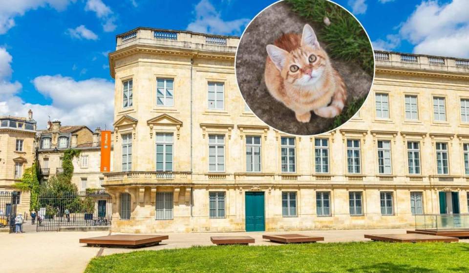 Cats are taking over the Bordeaux Museum with the new exhibition “Miaou!”
