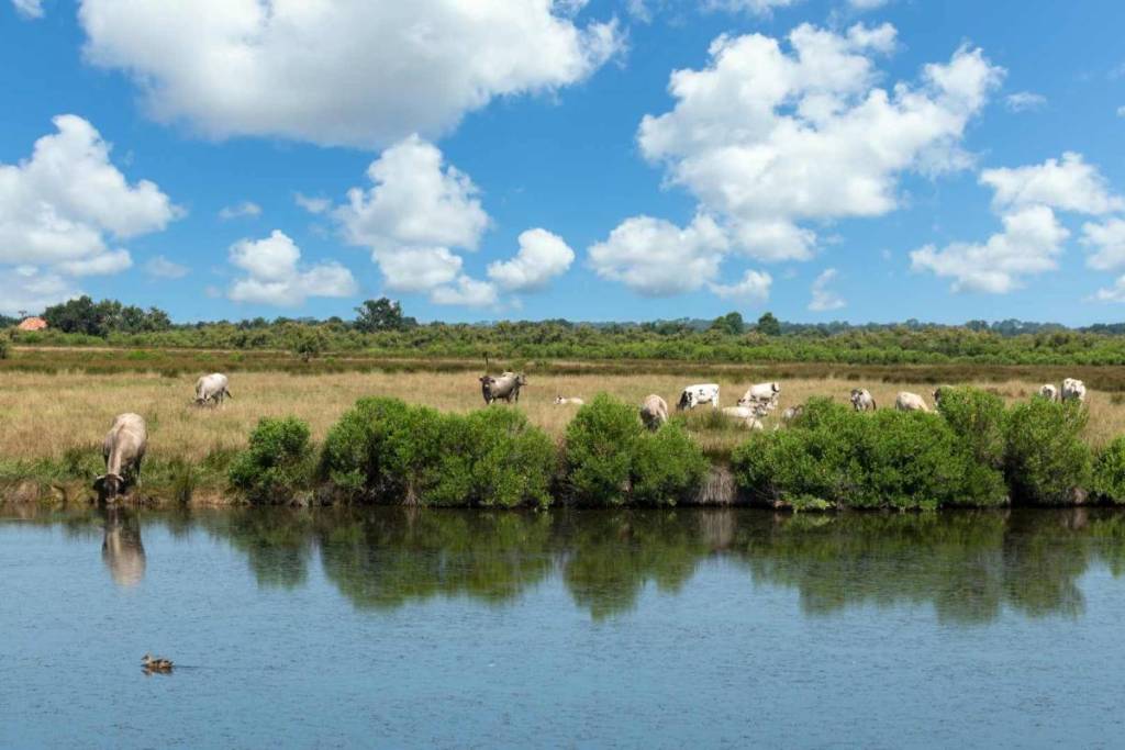 Domaine Certes and Graveyron in Audenge