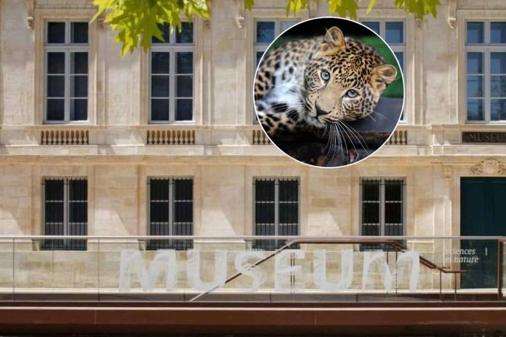 Exposition Félins au Muséum de Bordeaux