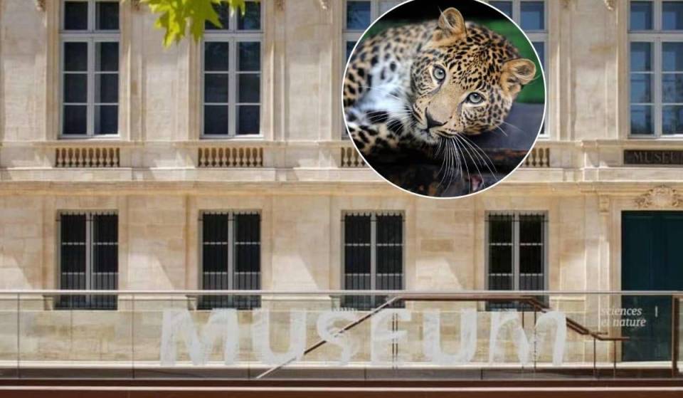 In October, felines are taking over the Bordeaux Museum with a new dedicated exhibition