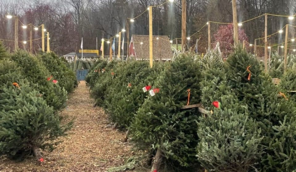 10 ‘Cut-Your-Own’ And ‘Fresh-Cut’ Tree Farms In And Around Boston