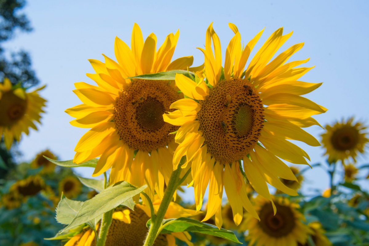 5 Picturesque Sunflower Fields To Tour In New England