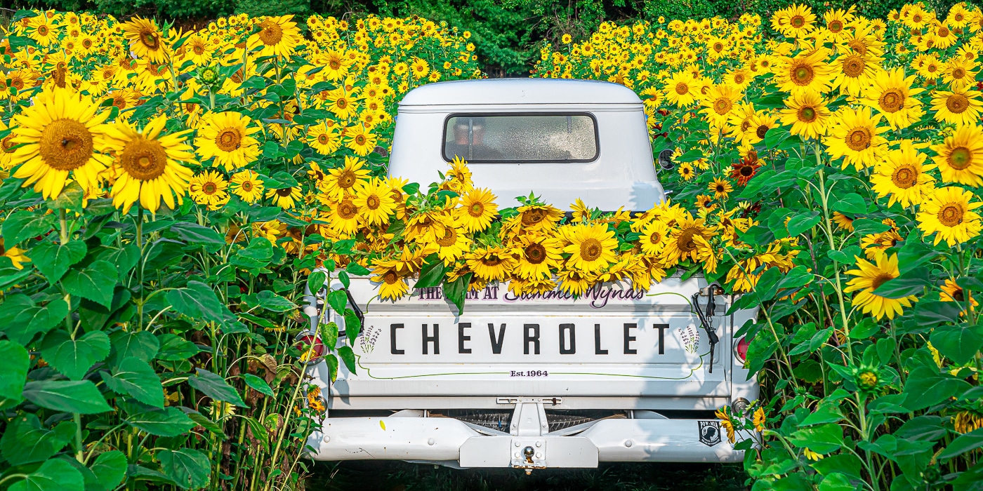 This Massive Sunflower Festival Is Just An Hour Outside Boston