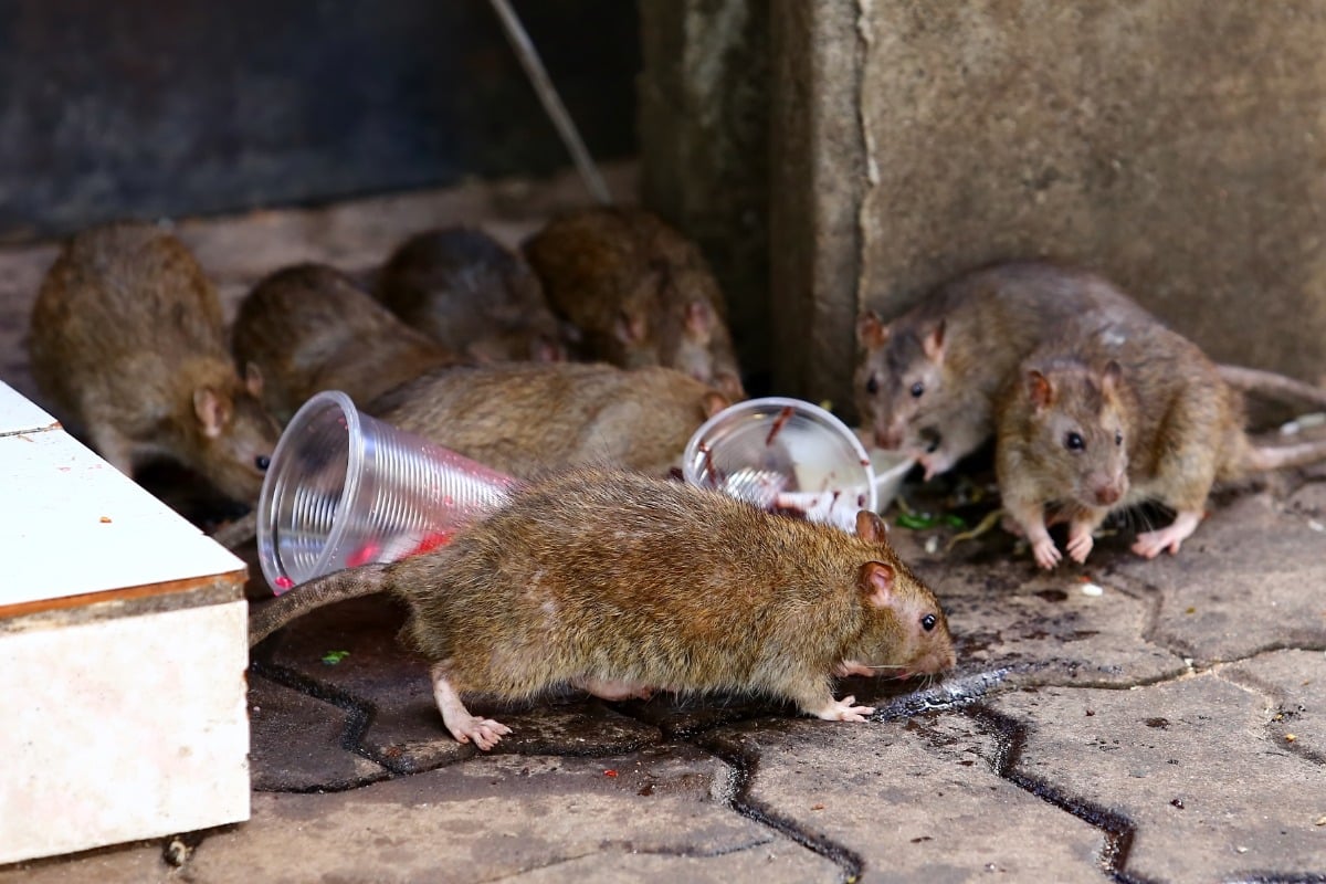 Rats On The Rise As Rodent Activity In Boston Spikes 12 6 This Year rats-on-the-rise-as-rodent-activity-in-boston-spikes-12-6-this-year