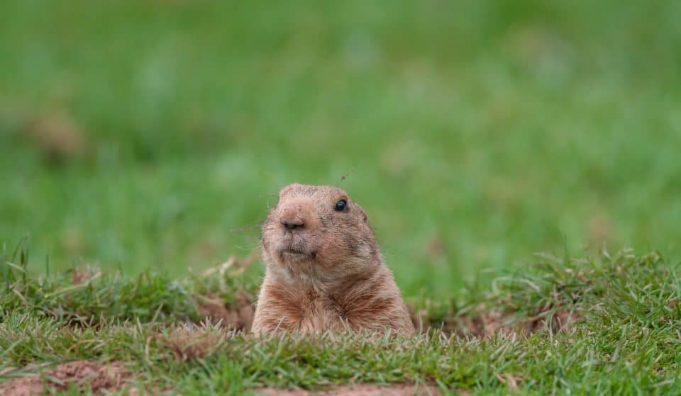 The Massachusetts State Groundhog Made Her Prediction On The Weather Ahead